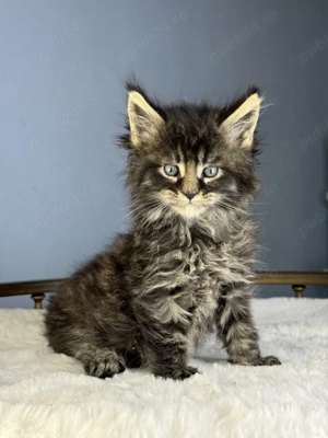 Maine Coon 