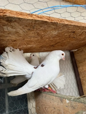 vand rotati  - imagine 3