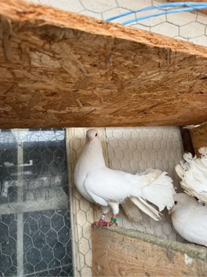 vand rotati  - imagine 5