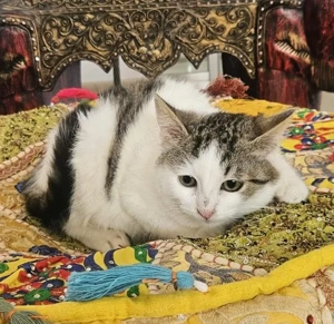 Metis British Shorthair pui