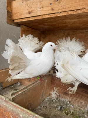 vand rotati  - imagine 4