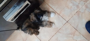 Donez catelusa shitzu de 1 an - imagine 2