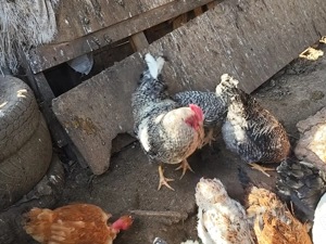 Vând cocoși diferite culori  - imagine 3