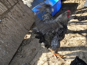 Vând cocoși diferite culori  - imagine 2