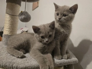British shorthair lila - imagine 3