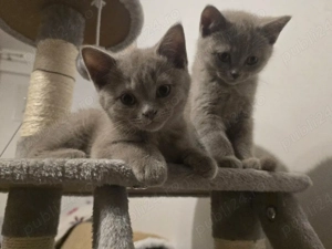 British shorthair lila