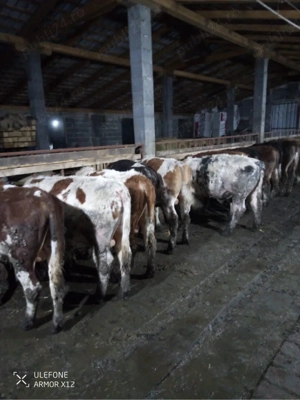 vand vitei  - imagine 4