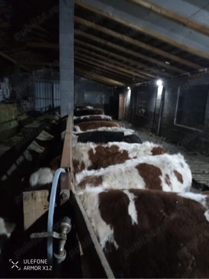 vand vitei  - imagine 3