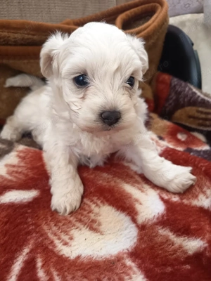 bidon maltez rasă mică 