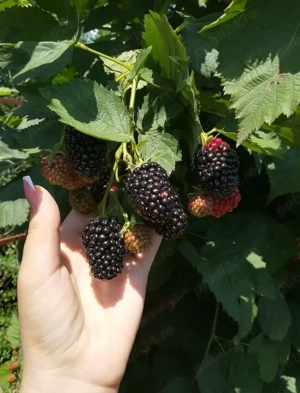 Butasi mure soi thornfree 