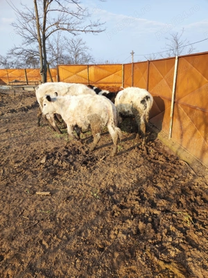 Vitei de vanzare - imagine 5