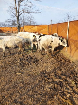 Vitei de vanzare - imagine 4