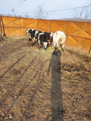 Vitei de vanzare - imagine 2