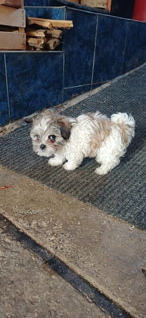 Vând bișoni maltezi - imagine 3