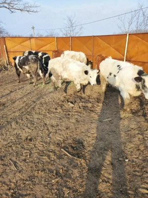 Vitei de vanzare - imagine 3