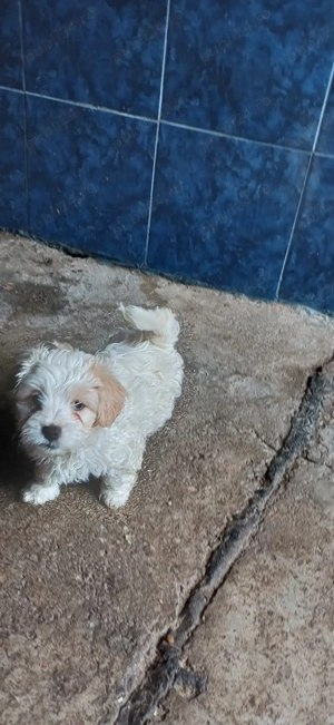 Vând bișoni maltezi