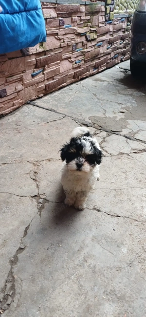 Vând bișoni maltezi - imagine 2