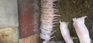 Vând purcei 9 săptămâni  - imagine 2