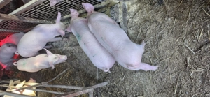 Vând purcei 9 săptămâni  - imagine 3