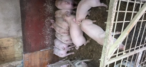 Vând purcei 9 săptămâni  - imagine 4