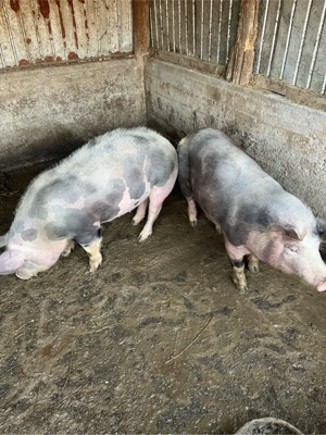 Scrofite gestante  - imagine 3