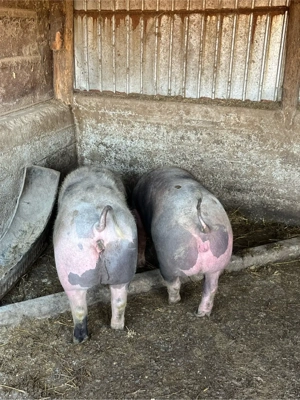 Scrofite gestante  - imagine 2