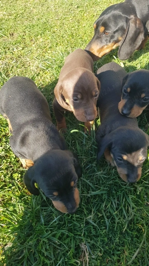 Teckel  cauta o noua  casa