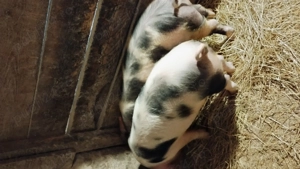 Vând șoldani la 40 kg 