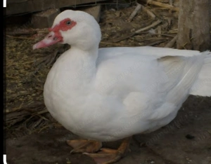 Oua incubat de rata muta si rață alergatoare 