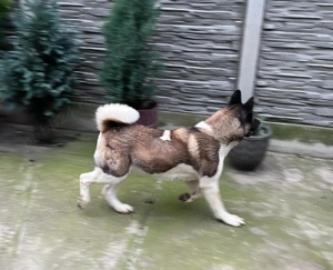 Donez Femelă Akita American  - imagine 2