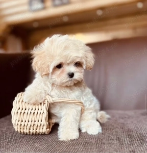 Maltipoo Toy Ursulet  - imagine 3