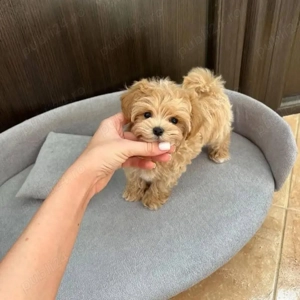 Maltipoo Toy Ursulet 