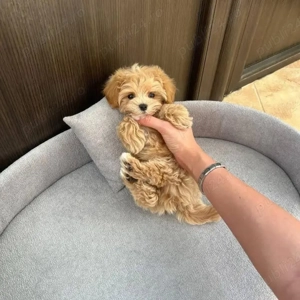 Maltipoo Toy Ursulet  - imagine 4