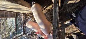 Vând vier in jur de 90-100 kg