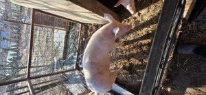 Vând vier in jur de 90-100 kg - imagine 2