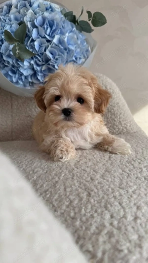 Maltipoo Mini Toy culoarea Caramel 9 saptamani - imagine 3