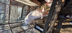 Vând vier in jur de 90-100 kg - imagine 3