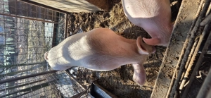 Vând vier in jur de 90-100 kg - imagine 4