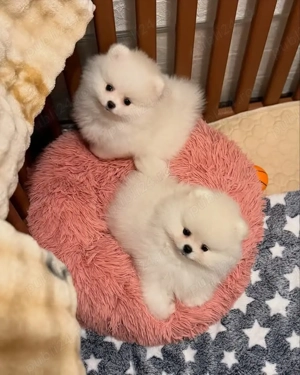 Pomeranian pappy boo - imagine 2