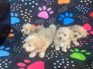 Catelusi maltipoo