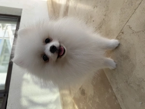 Pomeranian toy - imagine 3
