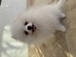 Pomeranian toy - imagine 2