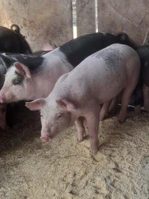 porc.        - imagine 3