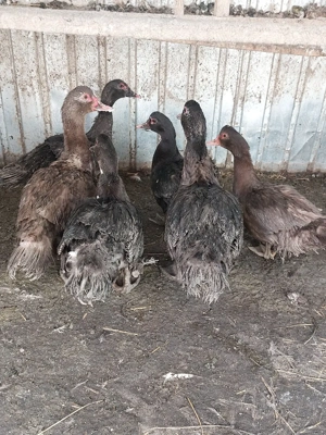 rate mute  - imagine 3