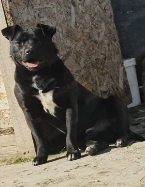  donez amstaff mascul 