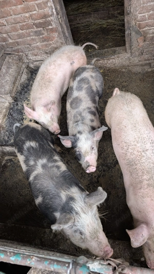 Porcii de vânzare!!! - imagine 3