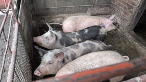 Porcii de vânzare!!!