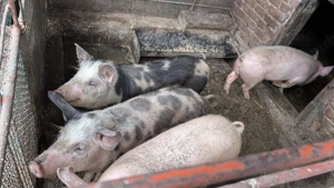 Porcii de vânzare!!! - imagine 2