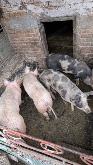 Porcii de vânzare!!! - imagine 4