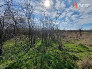 Teren intravilan 2840 mp cu fundatie - Jebel - imagine 12